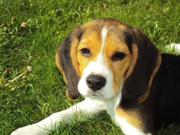 beagle-puppy-contemplating-in-grass