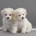 Bichon Frise puppies on a gray background. Not isolated.