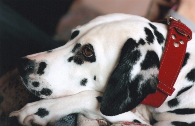 dalmatian-dog-portrait-pet-domestic-canine-head