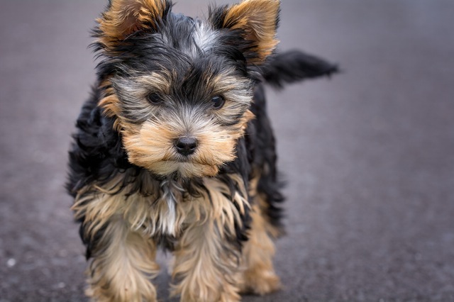dog-puppy-yorkshire-terrier-yorkshire-terrier-puppy-163685