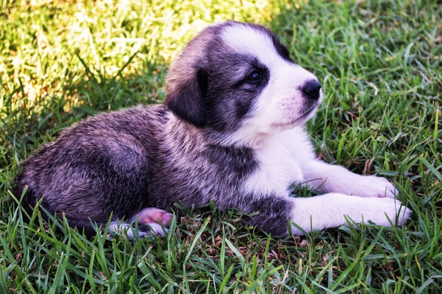 puppy-dog-shepherd-cute-160962